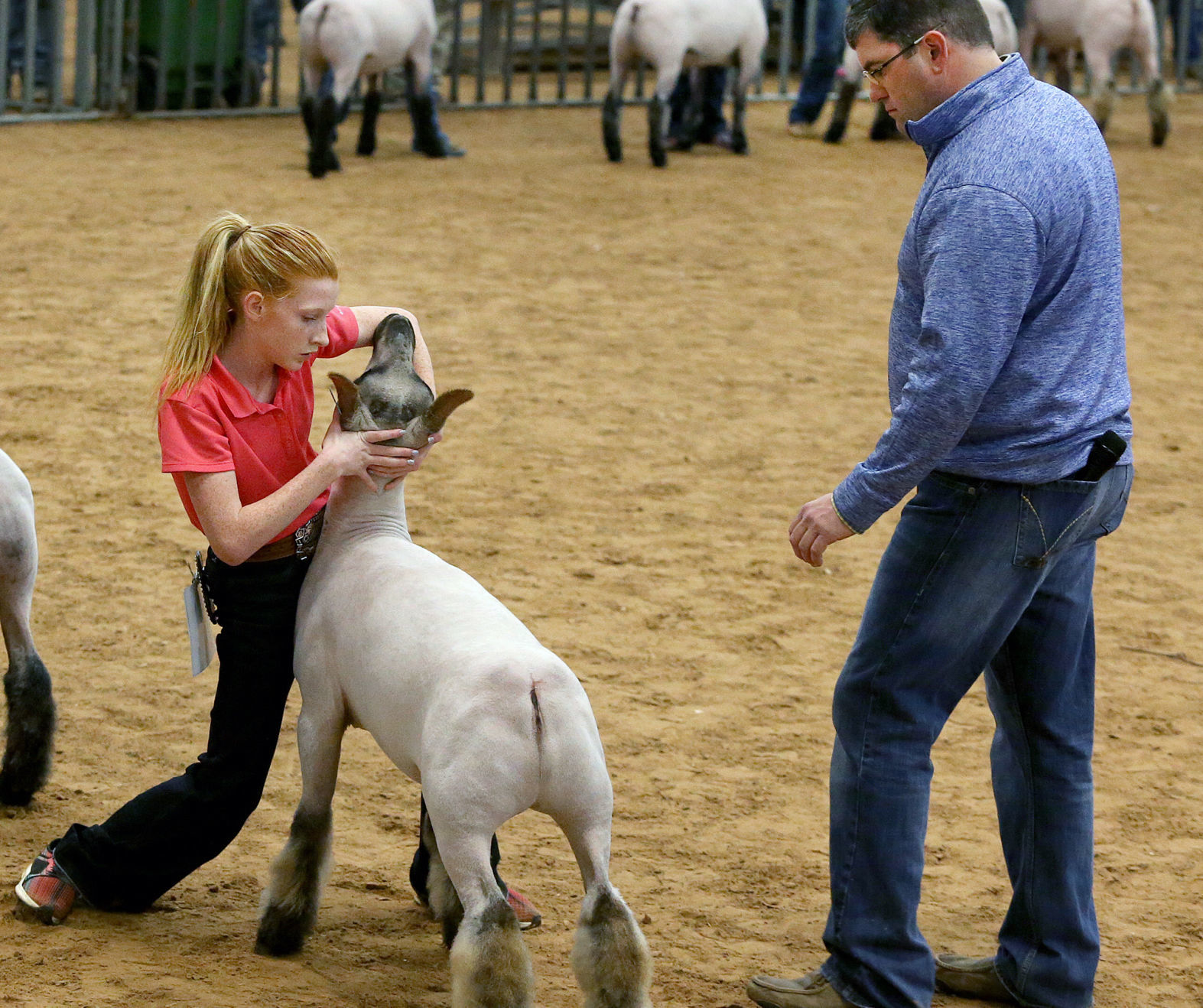 livestock show